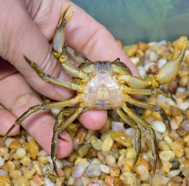 Eurusamon guangdongense crab for Sale Eurusamon guangdongense