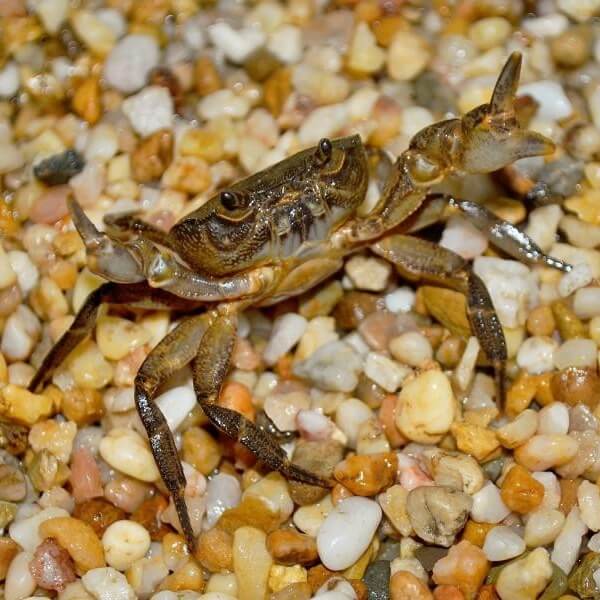 Eurusamon guangdongense for Sale Eurusamon guangdongense