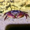 Ferocious Reef Crab (Eriphia ferox)