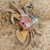 Ghost Crab (Ocypode Cordimand)