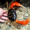 Giant Orange-legged Land Crab (Tuerkayana Magnum)