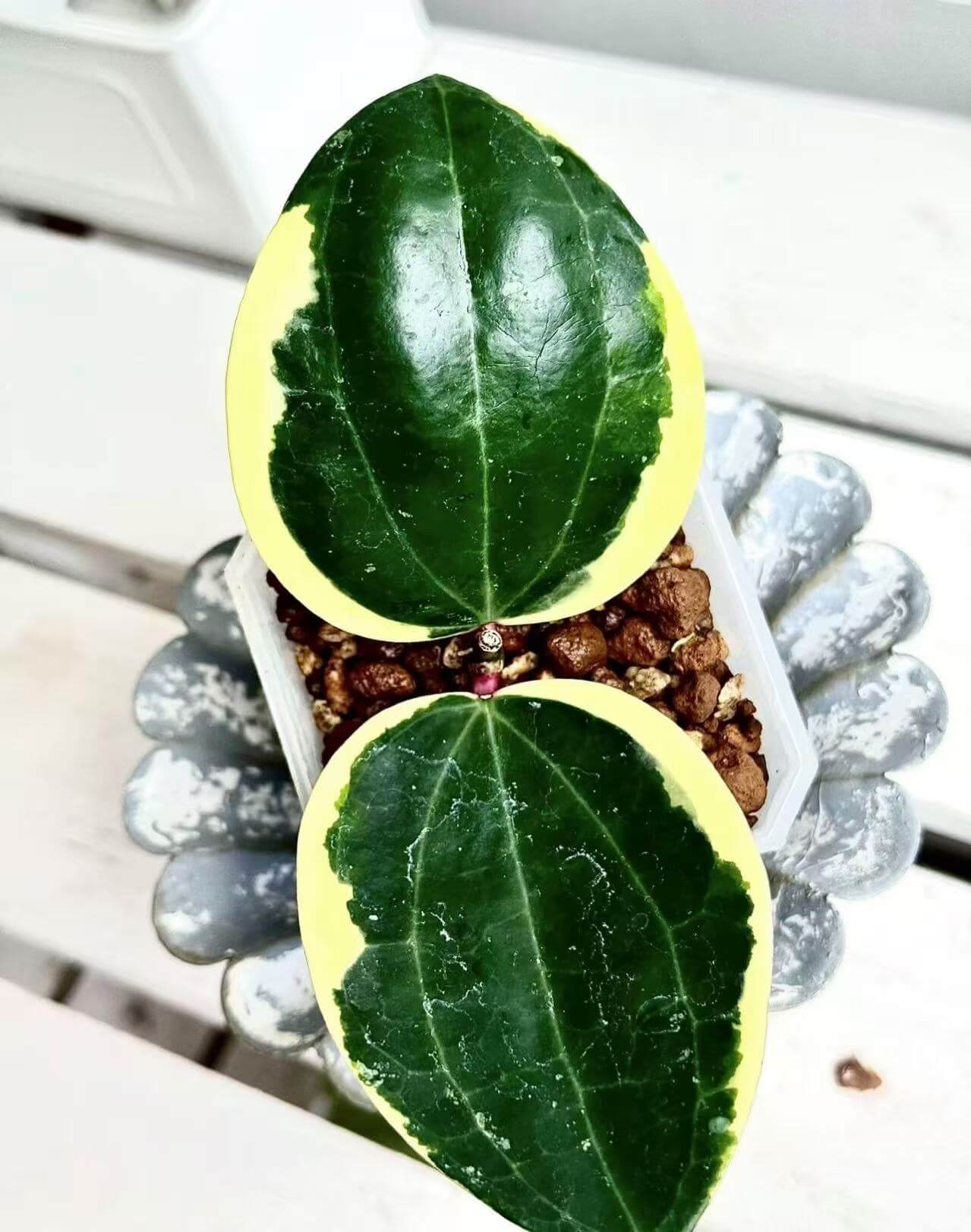 Hoya Latifolia Albomarginata for sale