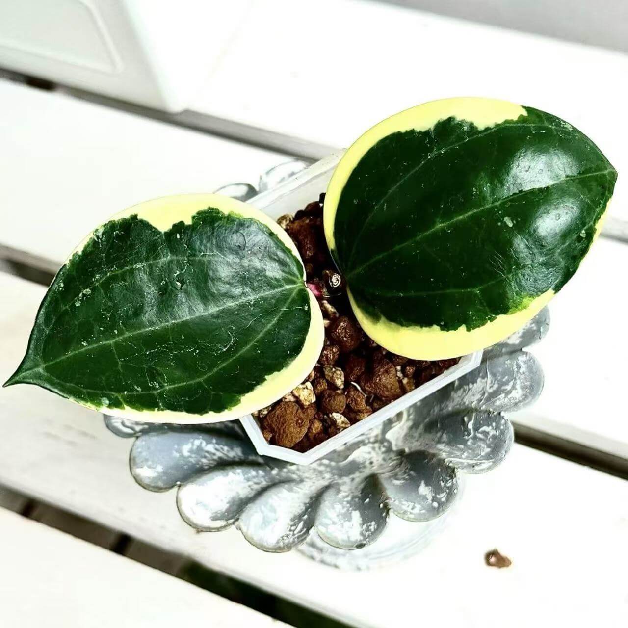 Hoya Latifolia Albomarginata