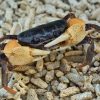 Land Crab (Tuerkayana sp.)