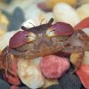 Micro Cherry Crab (Parapyxidognathus deianira)