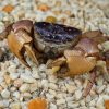 Mound Crab (Sarmatium germaini)