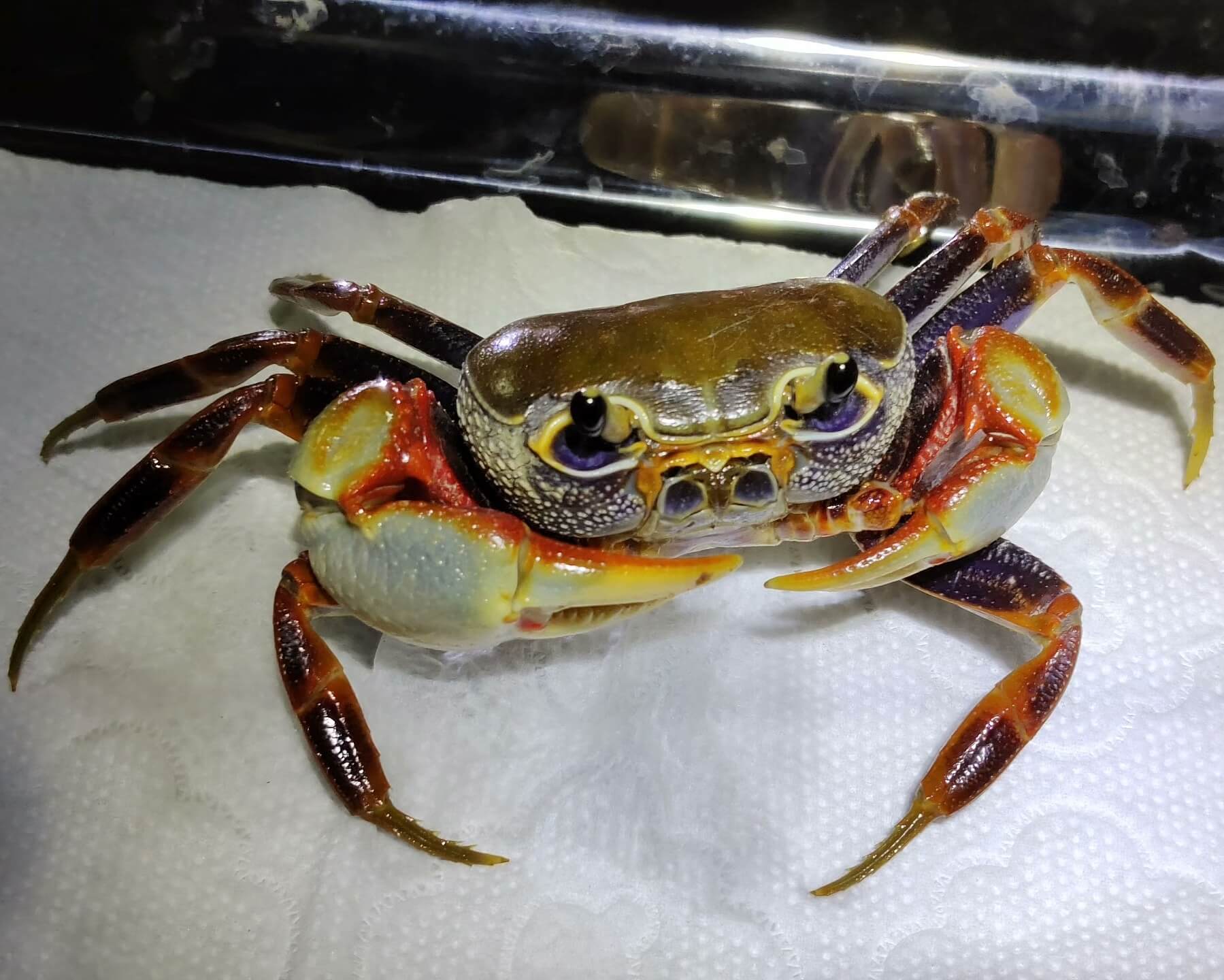 Nanhaipotamon guangdongense [Guangzhou] for Sale