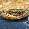Oriental Panther Crab (Heterochelamon tessellatum)