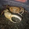 Pirate Crab (Hainanpotamon glabrum) for Sale