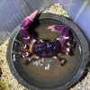 Purple Land Crab Gecarcoidea lalandii