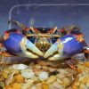 Rainbow Mud-flat Crab (Chasmagnathus convexus)