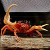 Red Pirate Crab (Vietorintalia rubrum)