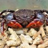 Red Spider Crab (Neosarmatium smithi)
