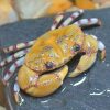 Ringed Foot Crab (Lydia annulipes) for Sale