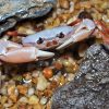 Silvery Back Crab (Tiwaripotamon sp. [Liuzhou])