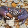 Smooth Red-eyed Crab (Eriphia sebana)