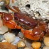Smooth Shore Crab (Cyclograpsus lucidus)