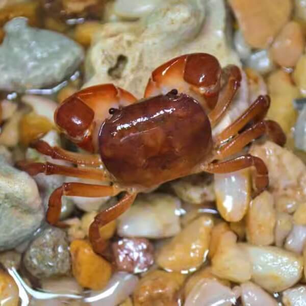 Smooth Shore Crab (Cyclograpsus lucidus) for Sale Smooth Shore Crab (Cyclograpsus lucidus) for Sale