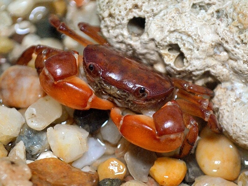 Smooth Shore Crab (Cyclograpsus lucidus) Smooth Shore Crab (Cyclograpsus lucidus)