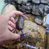 Stream Crab (Hainanpotamon fuchengense)