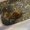 Stream Crab (Longpotamon chekiangense) for Sale