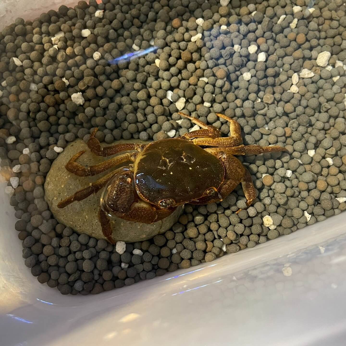 Stream Crab (Longpotamon chekiangense) for Sale Stream Crab (Longpotamon chekiangense) for Sale
