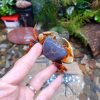 Stream Crab (Nanhaipotamon aculatum)