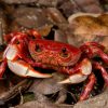 Stream Crab (Nanhaipotamon hongkongense)