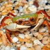 Stream Crab (Qianguimon splendidum) for Sale