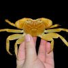 Yellow Hairy-foot Crab (Geograpsus crinipes)