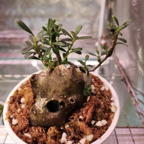 Hydnophytum davisii (Ant plant)