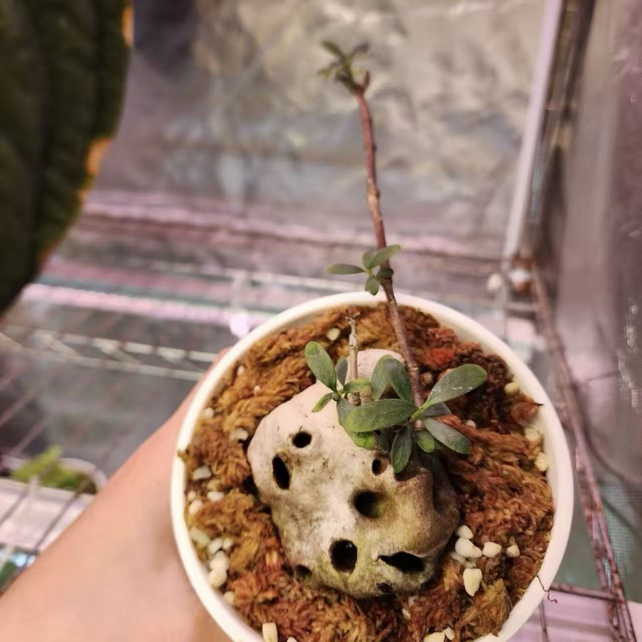 Hydnophytum davisii sale