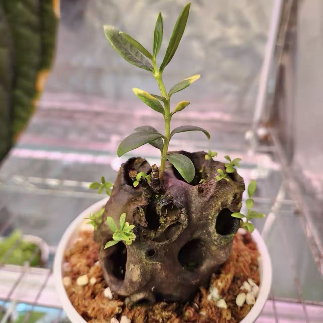 Hydnophytum for sale