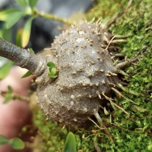 Hydnophytum formicarum Pumpkin (Quezon)