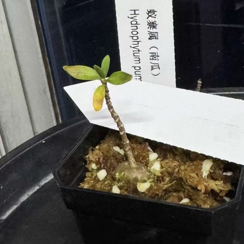 Hydnophytum formicarum Pumpkin (Quezon)