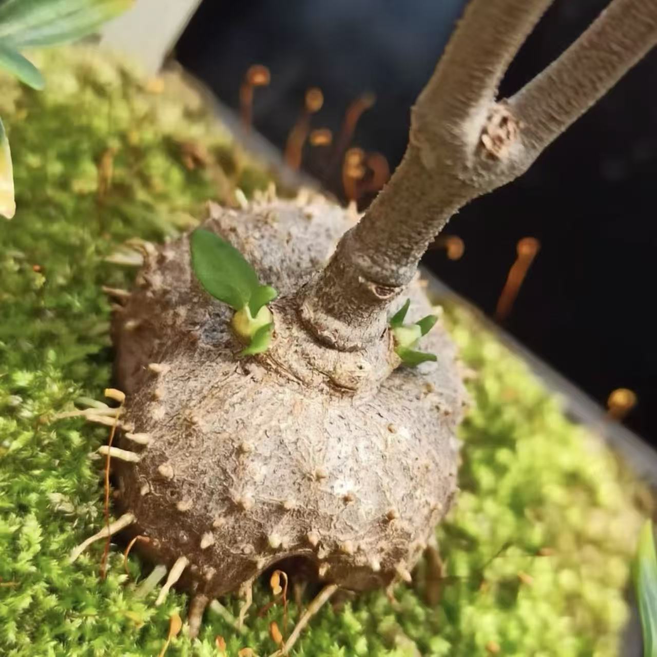 Hydnophytum formicarum Pumpkin (Quezon) sale