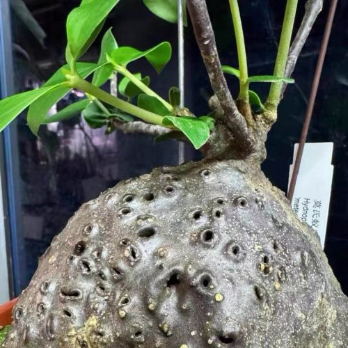 Hydnophytum moseleyanum (Ant plant)