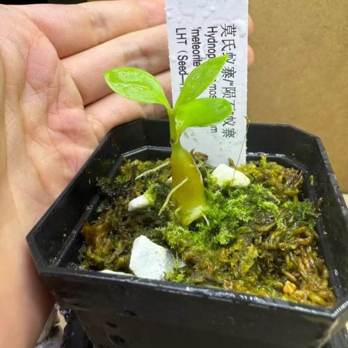 Hydnophytum moseleyanum (Ant plant)