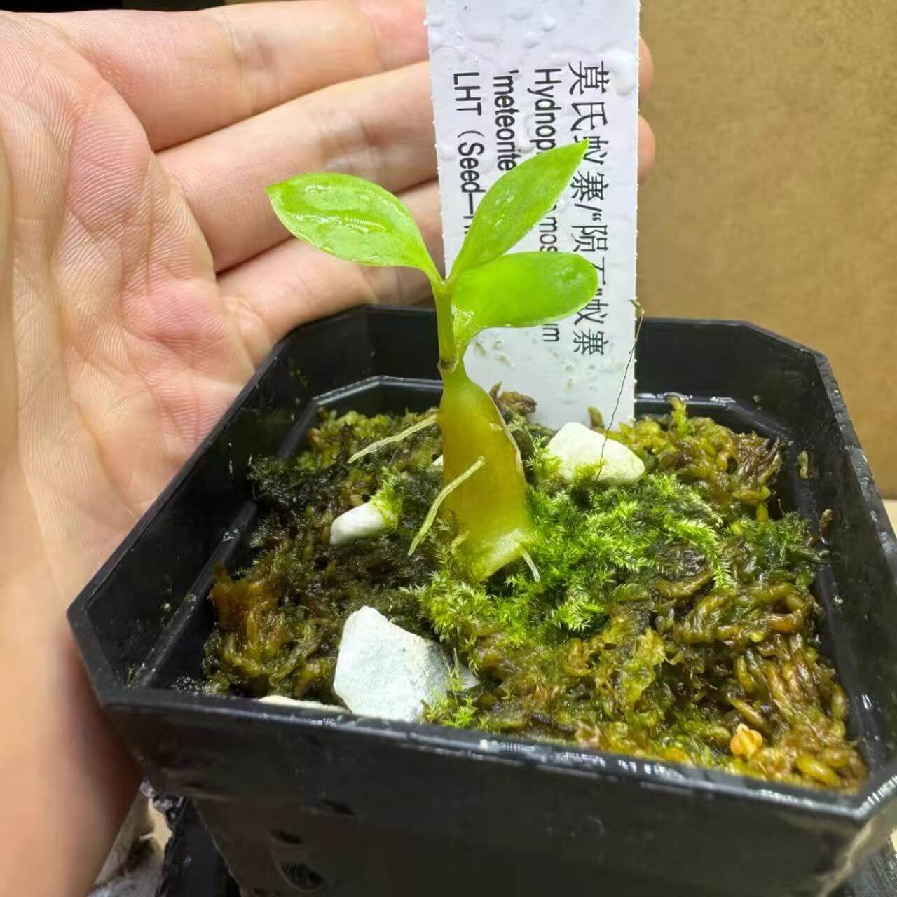 Hydnophytum moseleyanum ant plant