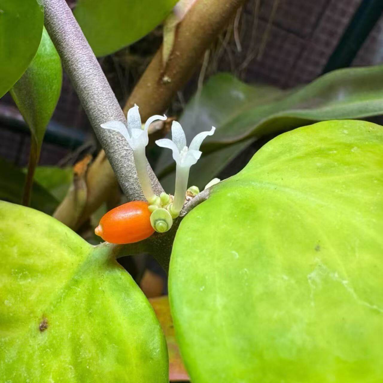 Hydnophytum moseleyanum for sale