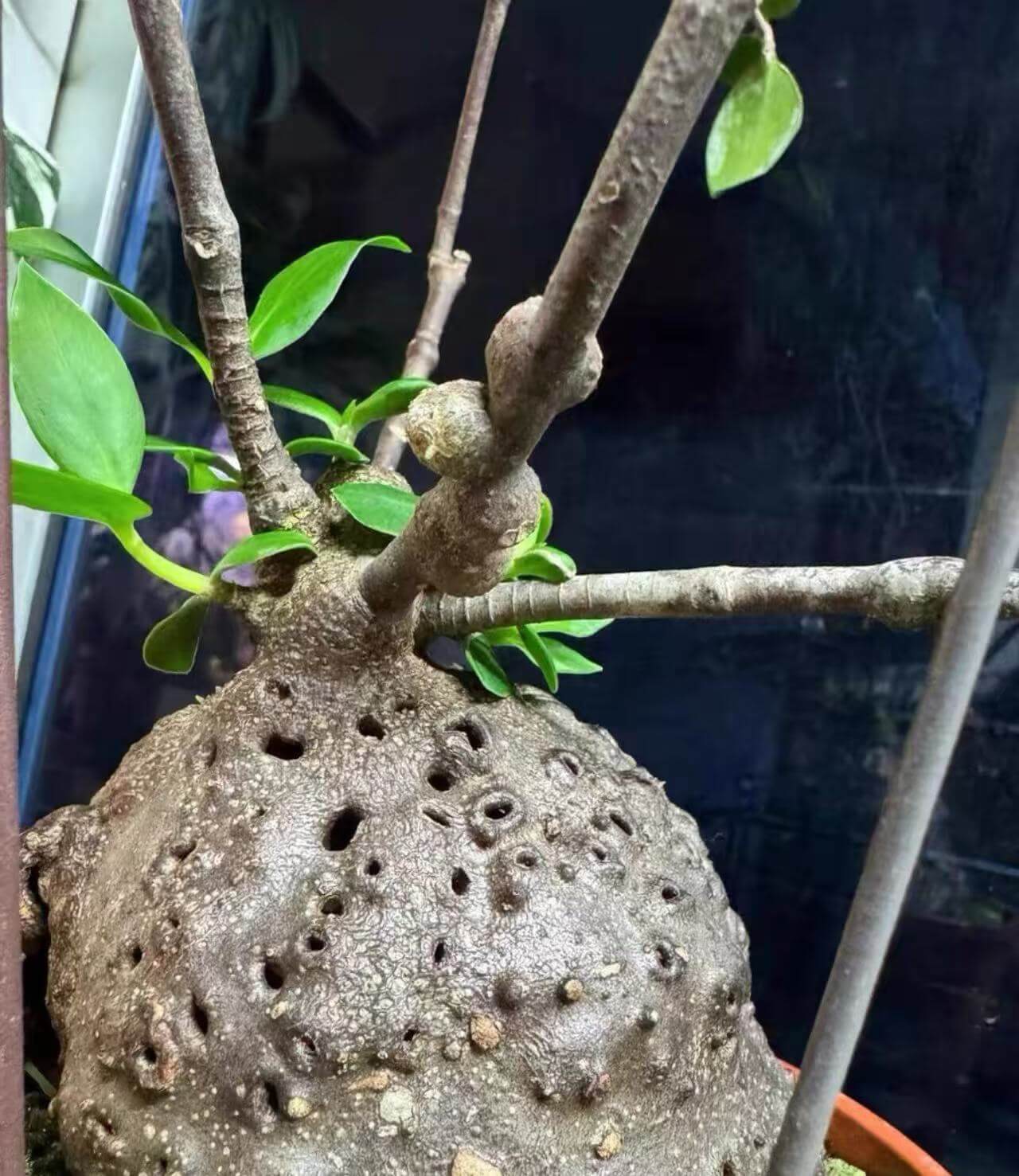 Hydnophytum moseleyanum sale