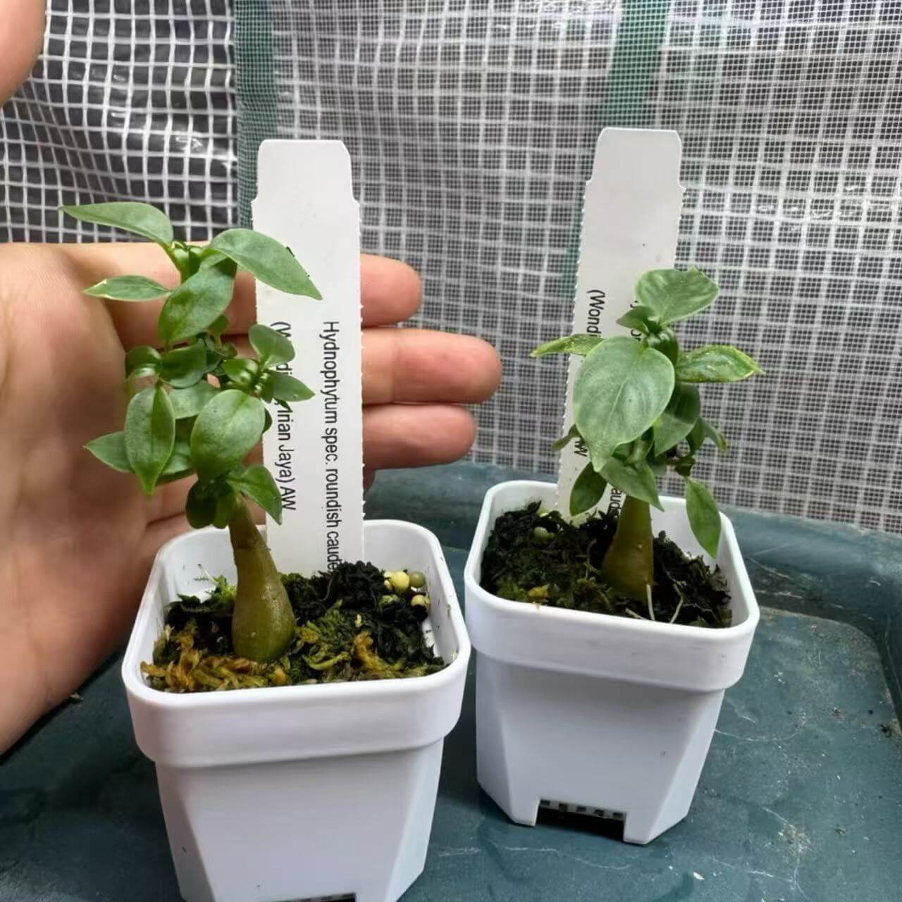 Hydnophytum roundish caudex