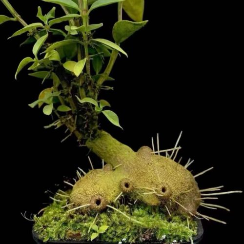 Hydnophytum spec roundish caudex (Ant plant)