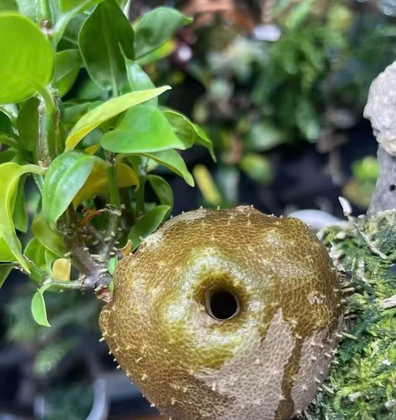 Hydnophytum spec roundish caudex for sale