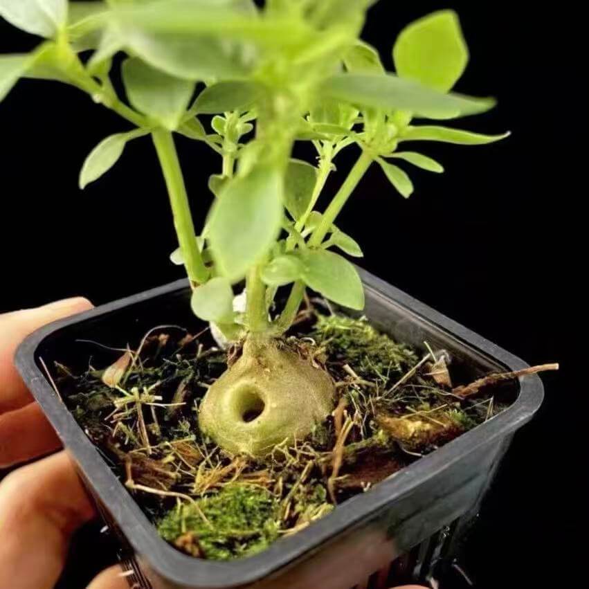 Hydnophytum spec roundish caudex sale