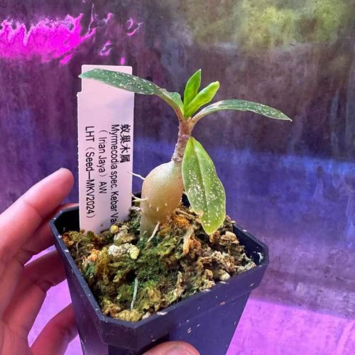 Myrmecodia spec. Kebar Valley (Ant plant)