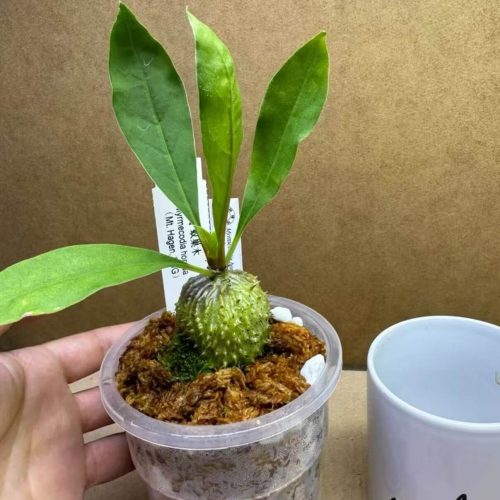 Myrmecodia horrida (Ant plant)