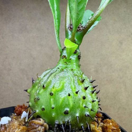 Myrmecodia horrida (Ant plant)