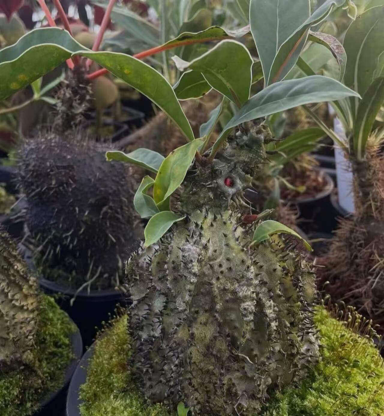 Myrmecodia horrida for sale