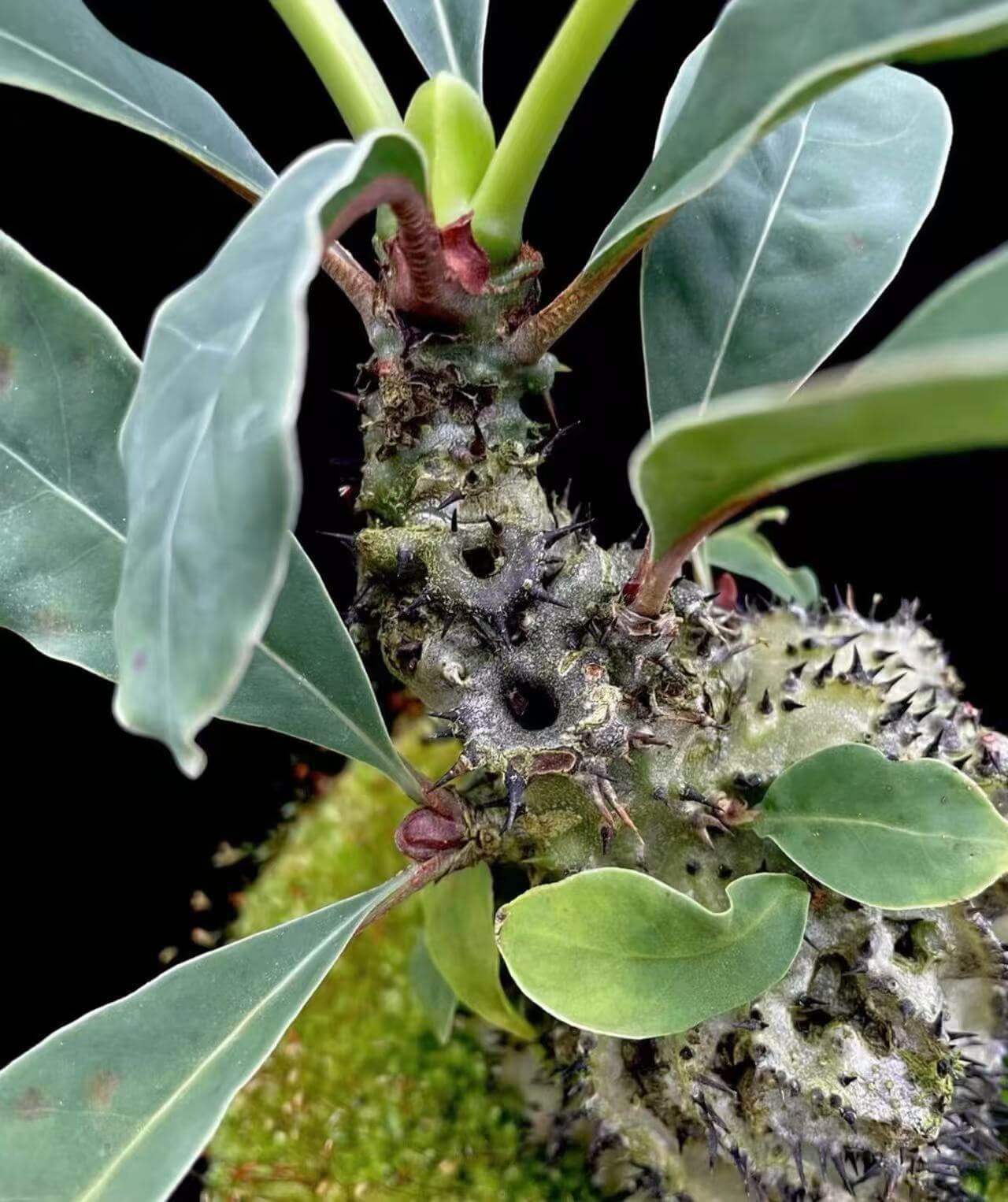 Myrmecodia horrida sale